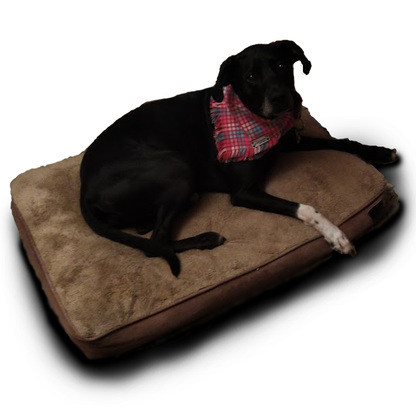 black dog with one white foot wearing a pink bandana laying on a brown bed