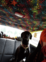 Black dog sitting in the backseat of a colorful car