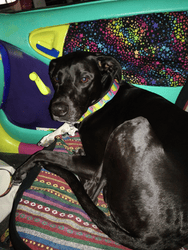 Black dog sitting in the front seat of a colorful car