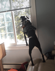 A black  dog looking out a window wearing bat wings