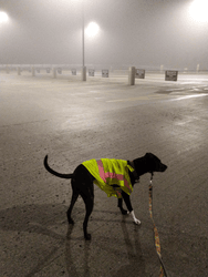 Black dog in a silent-hill like atmosphere wearing a yellow saftey vest