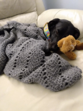 Black dog wrapped in a grey crochet blanket snuggling two torn up plush toys