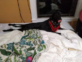 Black dog splooting on a bed