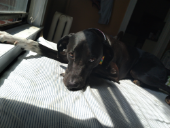 Black dog looking at camera in the sunshine from a window