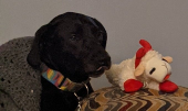 Black dog with her tounge peaking out next to a devil lambchop dog toy. She looks particurly cute